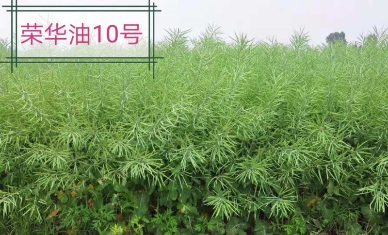 荣华油10号杂交油菜种子抗寒耐旱高产高油低芥酸