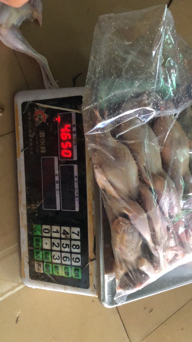 广东白条鹧鸪规格齐全质量保证量大从优全国直发