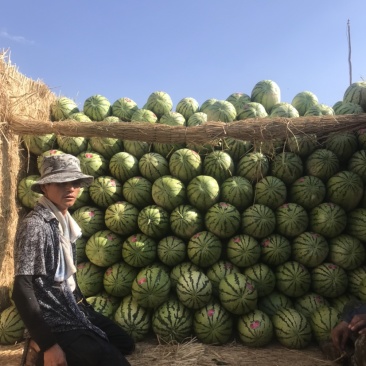宁夏中卫香山硒砂瓜正宗香山产区，全国代收代发
