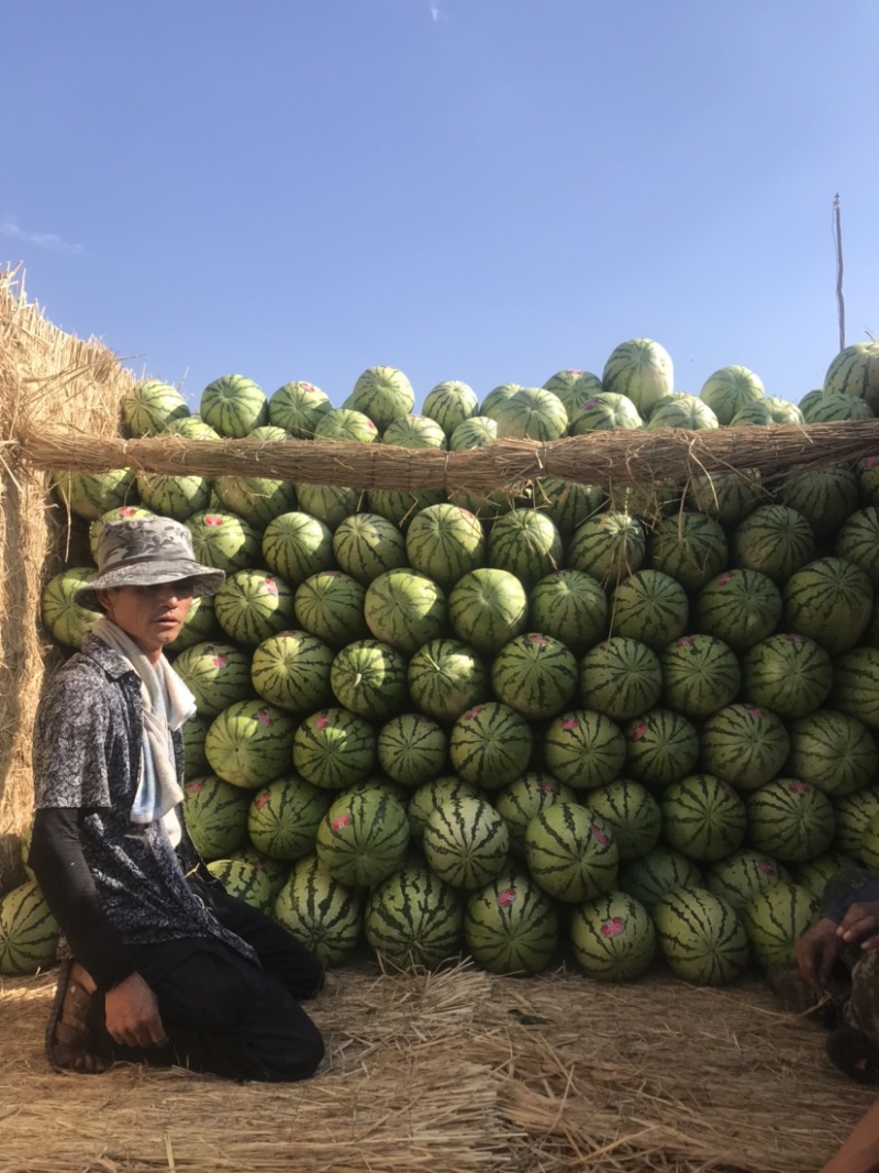 宁夏中卫香山硒砂瓜正宗香山产区，全国代收代发