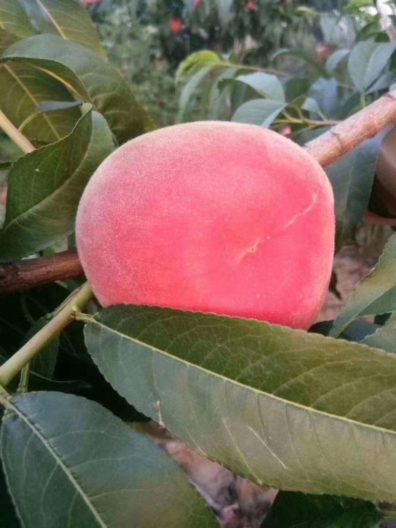 秦安蜜桃仓方早生现已大量上市颜色鲜红