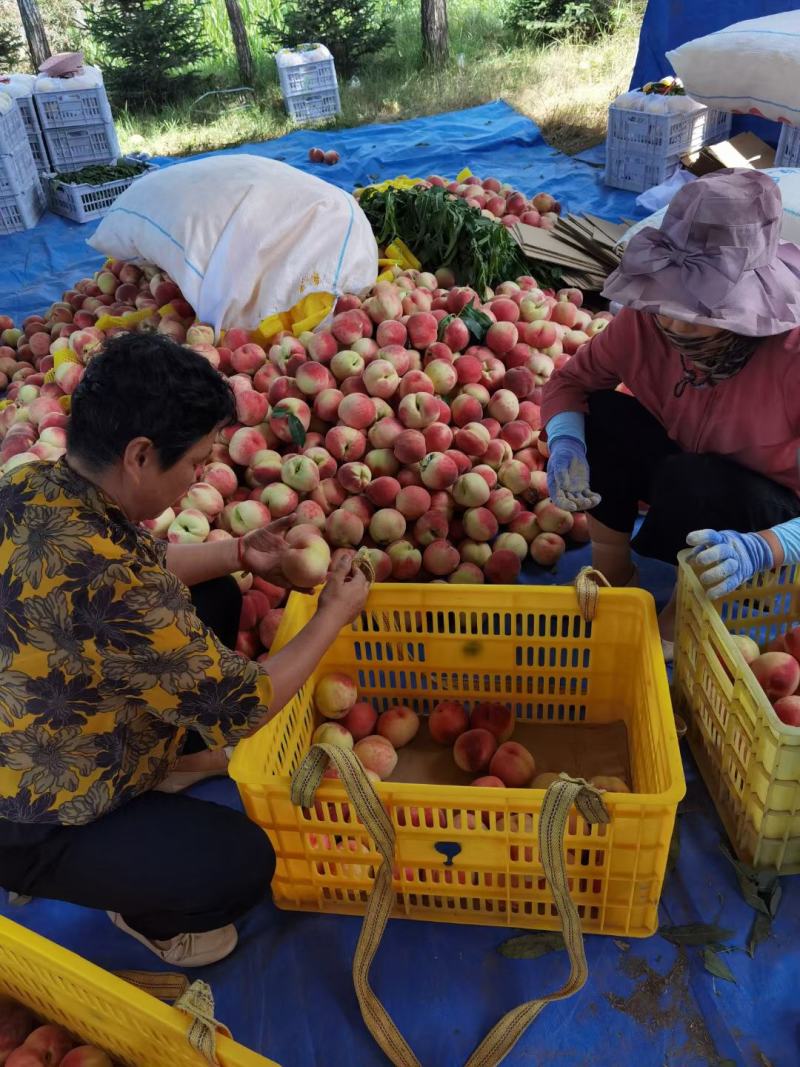 秦安蜜桃仓方早生现已大量上市颜色鲜红