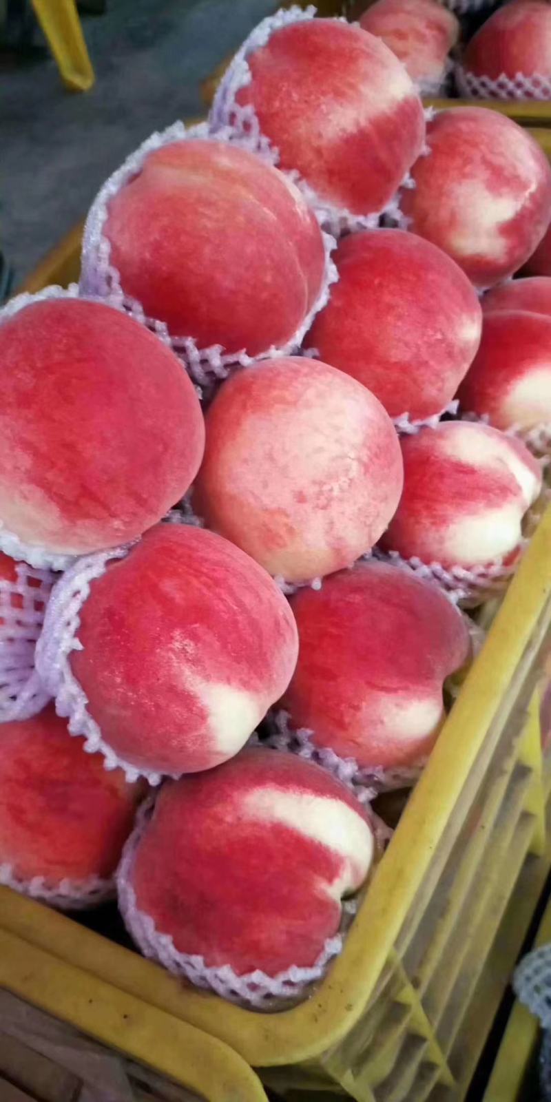 秦安蜜桃仓方早生现已大量上市颜色鲜红