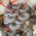 平菇榆黄蘑出菇菌包，质优价廉，出菇量大。