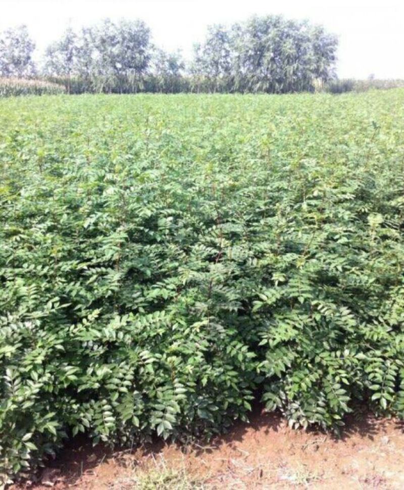 泰山大红袍花椒种子一级种子育苗专用免费提供种植技术