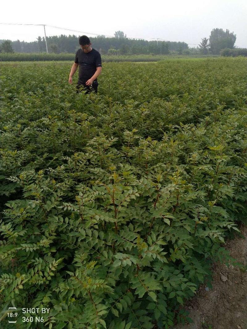 泰山大红袍花椒种子一级种子育苗专用免费提供种植技术