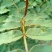 泰山大红袍花椒种子一级种子育苗专用免费提供种植技术