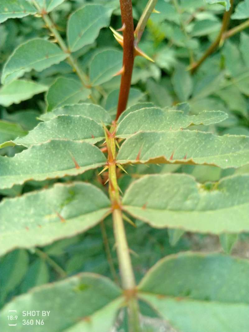 泰山大红袍花椒种子一级种子育苗专用免费提供种植技术