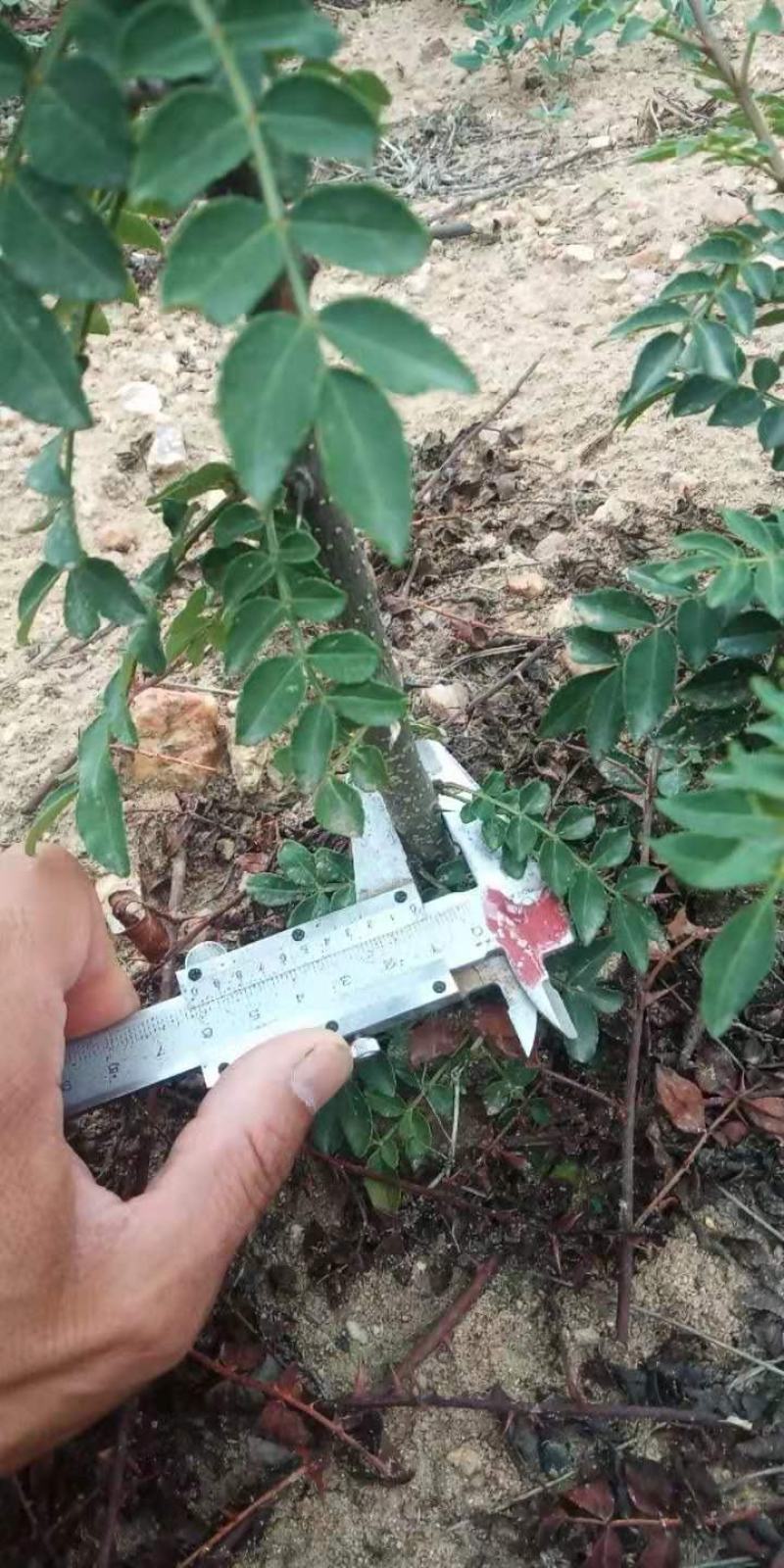 泰山大红袍花椒种子一级种子育苗专用免费提供种植技术