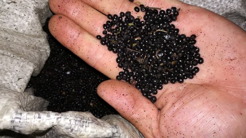 泰山大红袍花椒种子一级种子育苗专用免费提供种植技术