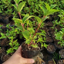 圆锥绣球香草草莓