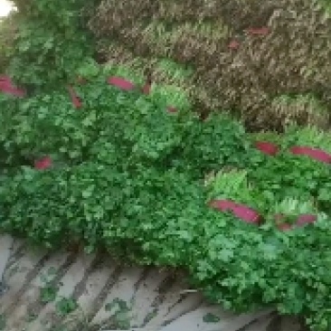 香菜