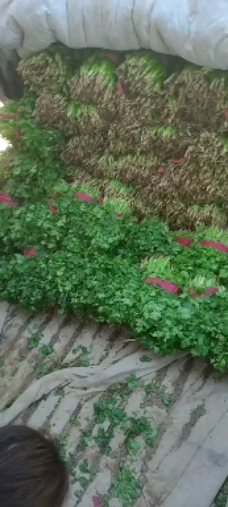 香菜