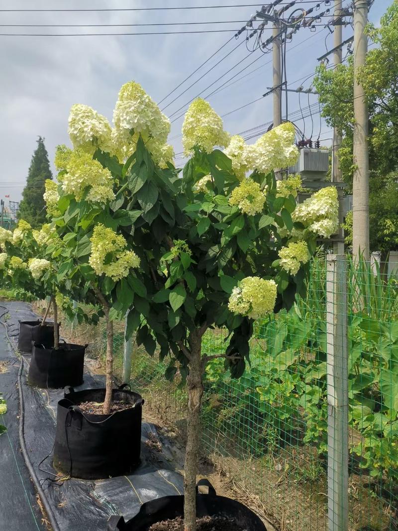 圆锥绣球石灰灯