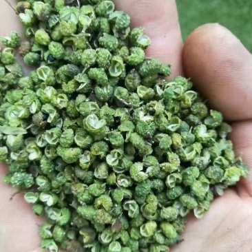 云南昭通彝良原生态青麻椒大量上市品质保证产地直发