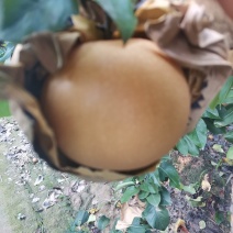 秋月梨大量上市中有要货老板抓紧联系了