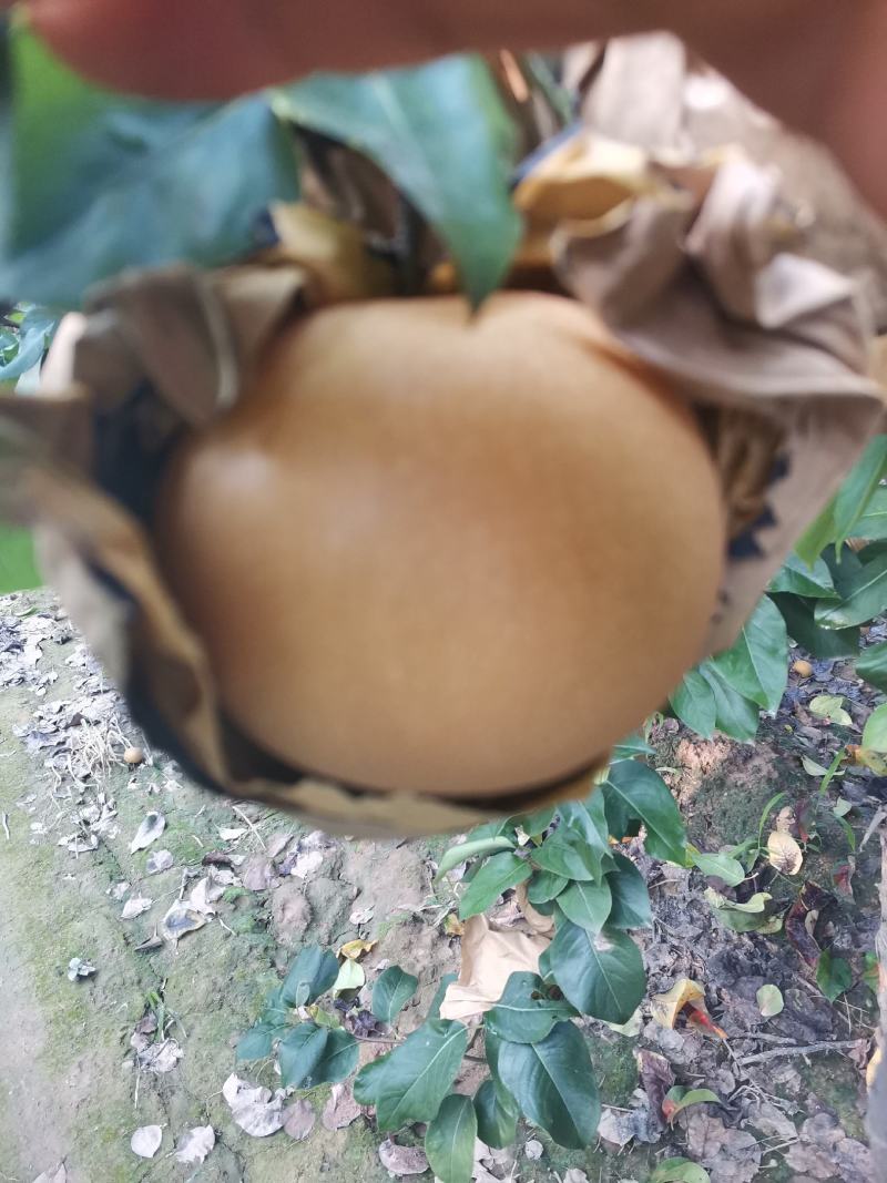 秋月梨大量上市中有要货老板抓紧联系了