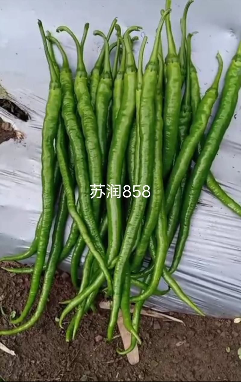 苏润858线椒种子绿色特长果线椒条椒种籽产量高抗病好