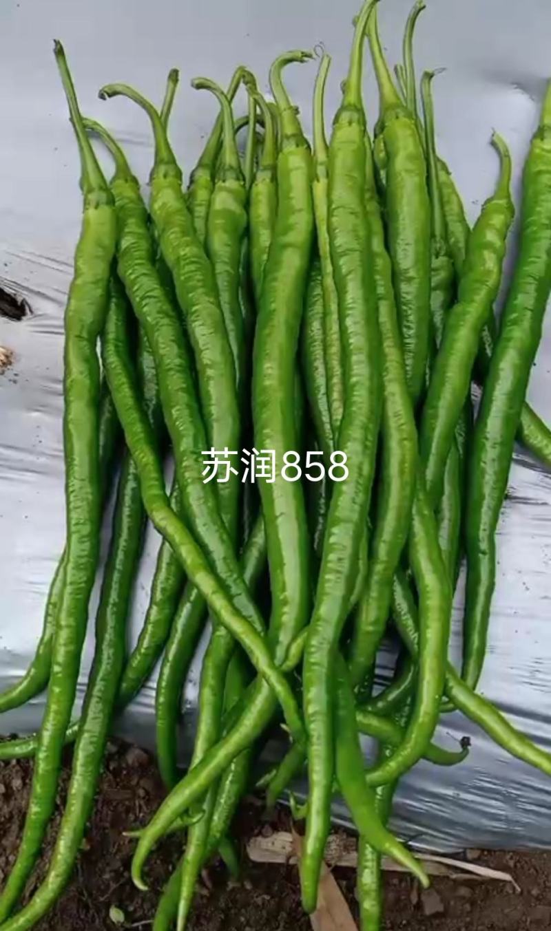 苏润858线椒种子绿色特长果线椒条椒种籽产量高抗病好