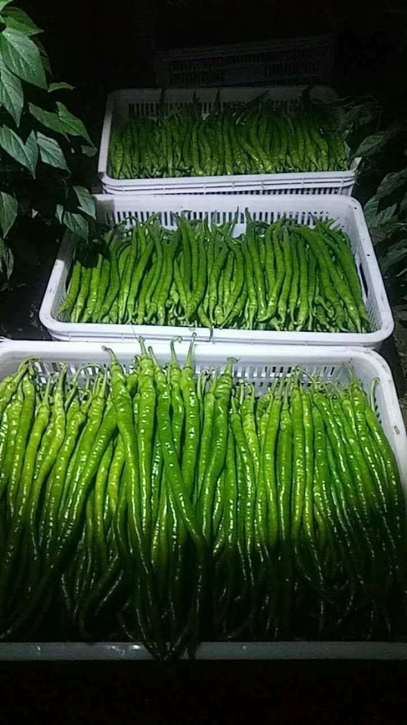 苏润858线椒种子绿色特长果线椒条椒种籽产量高抗病好