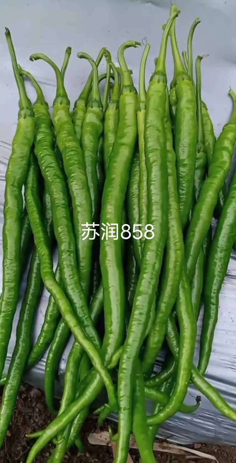 苏润858线椒种子绿色特长果线椒条椒种籽产量高抗病好