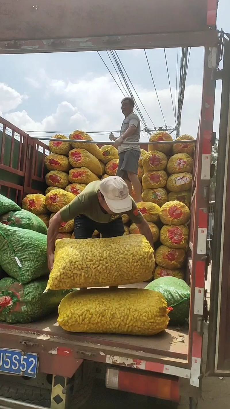 精品鲜花生，供应加工厂，电商，超市，量大从优，直接发车
