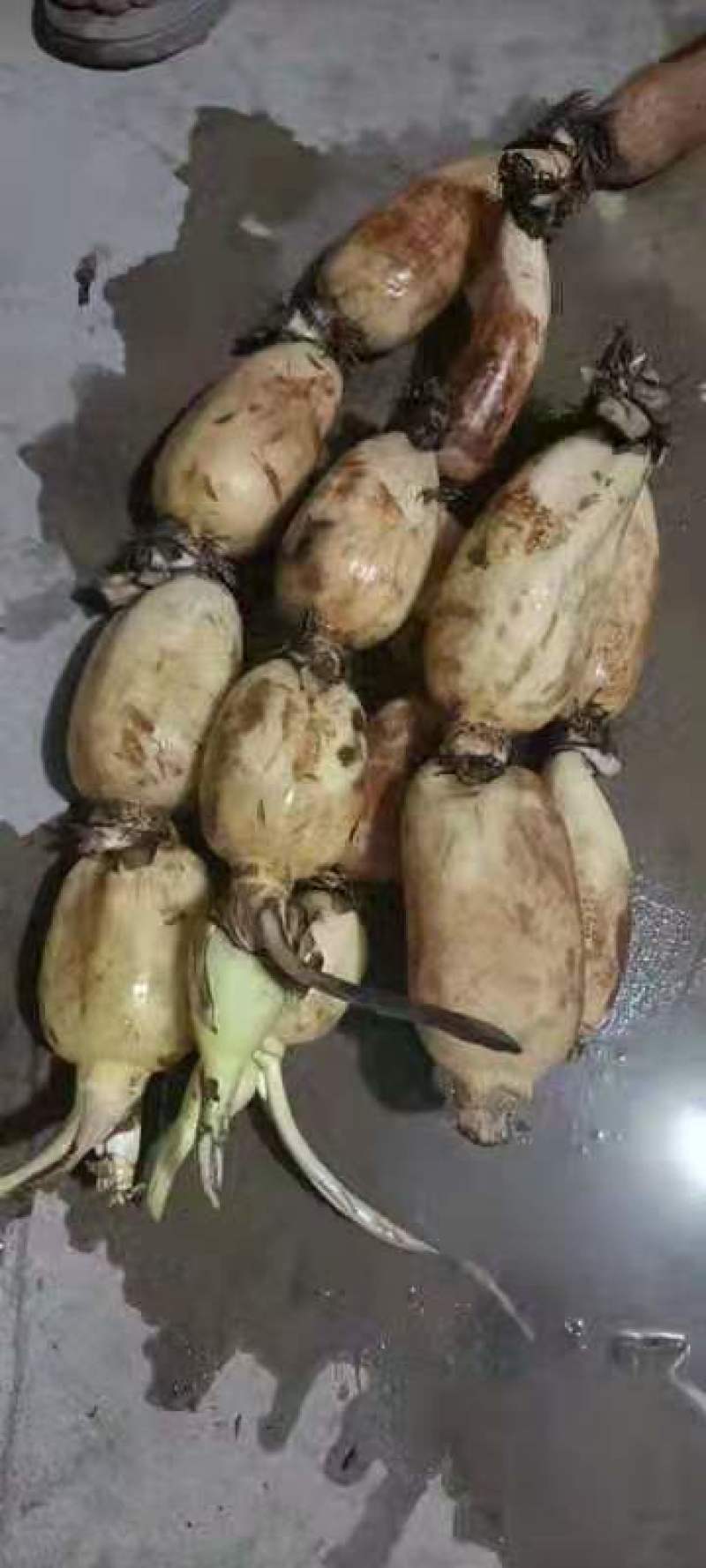 莲藕大地红珍珠