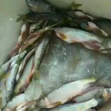 马口白鱼马口桃花鱼川丁鱼