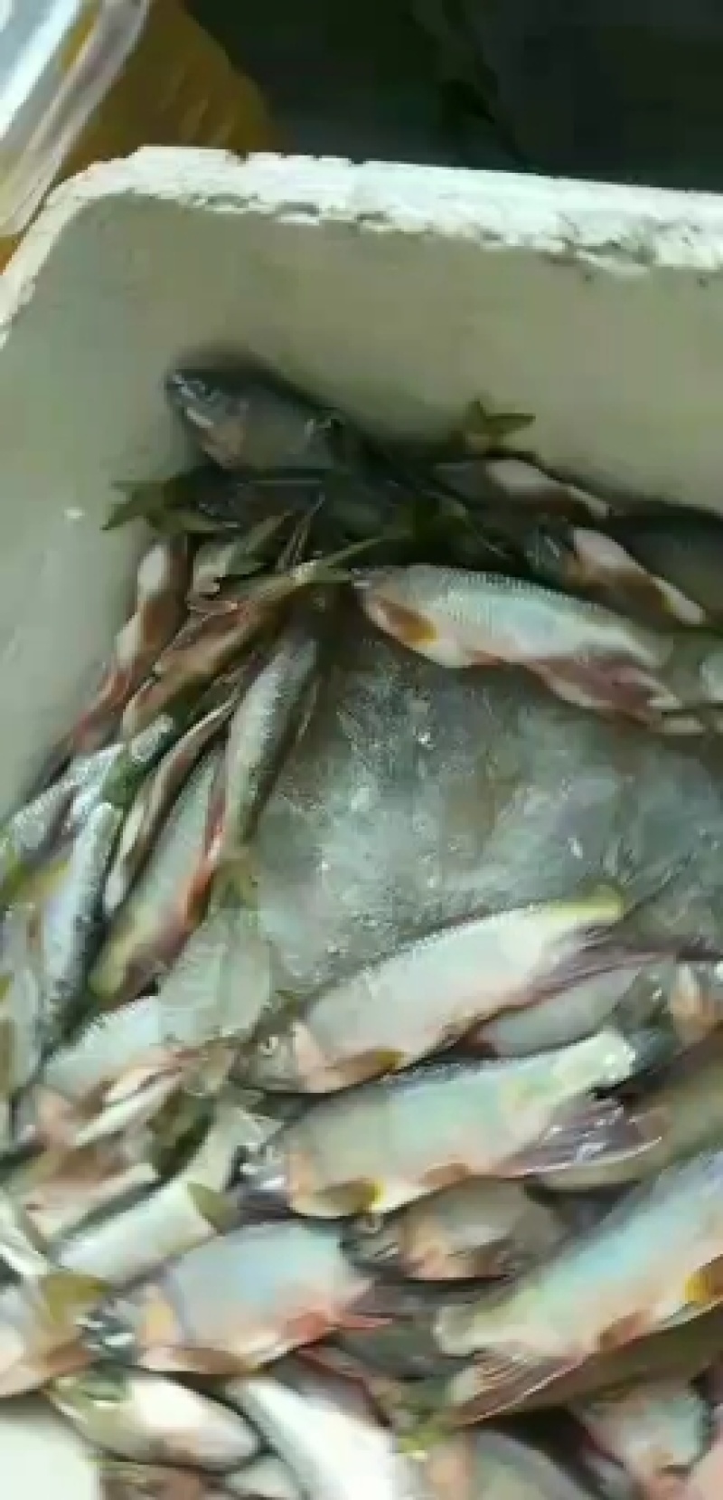 马口白鱼马口桃花鱼川丁鱼