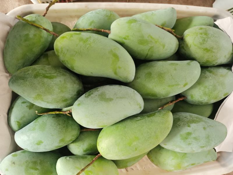 百色大青芒果，青皮大金煌，大芒果，品质保证，量大价格更优