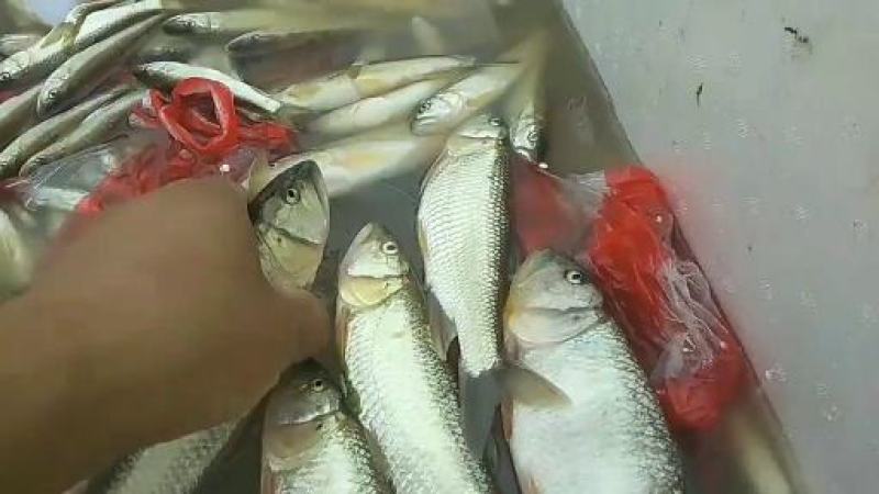 马口鱼川丁鱼高山冷水鲫鱼鲤鱼草鱼青鳊鱼红鱼小白鱼