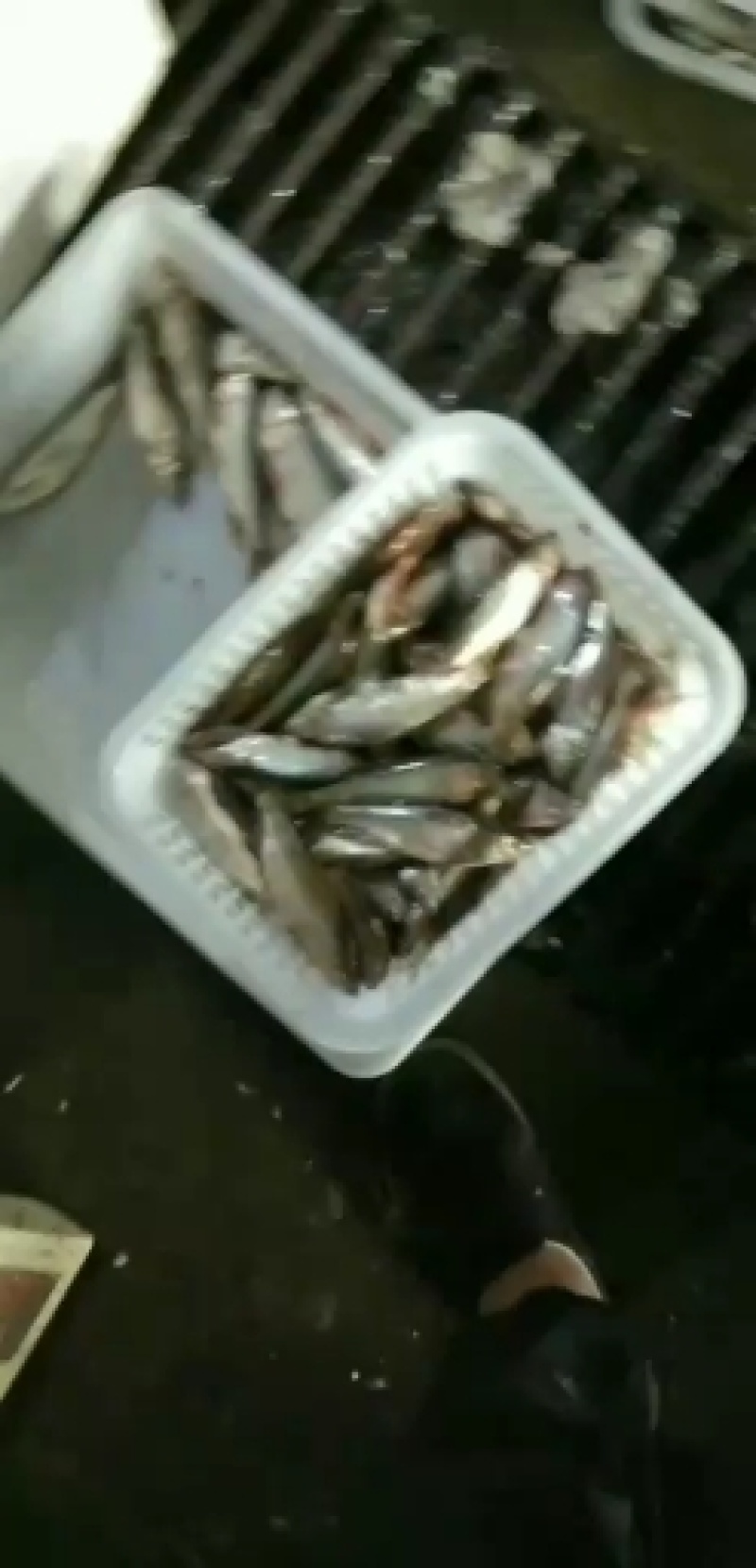马口鱼川丁鱼高山冷水鲫鱼鲤鱼草鱼青鳊鱼红鱼小白鱼