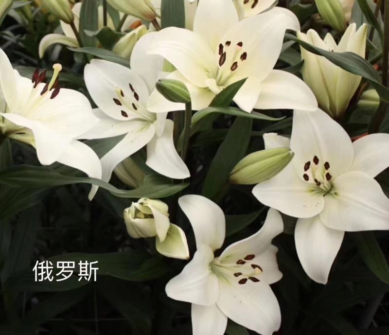国产亚洲百合种球价格便宜质量好百合花海性价比好