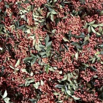 花椒新鲜花椒大红袍花椒