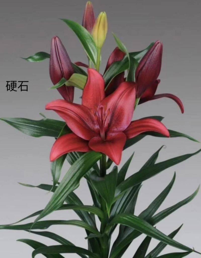 国产亚洲百合种球价格便宜质量好百合花海性价比好