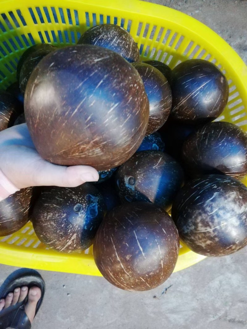 椰皇一件代发抛光打磨孕妇水果热带特产椰子非椰青椰白