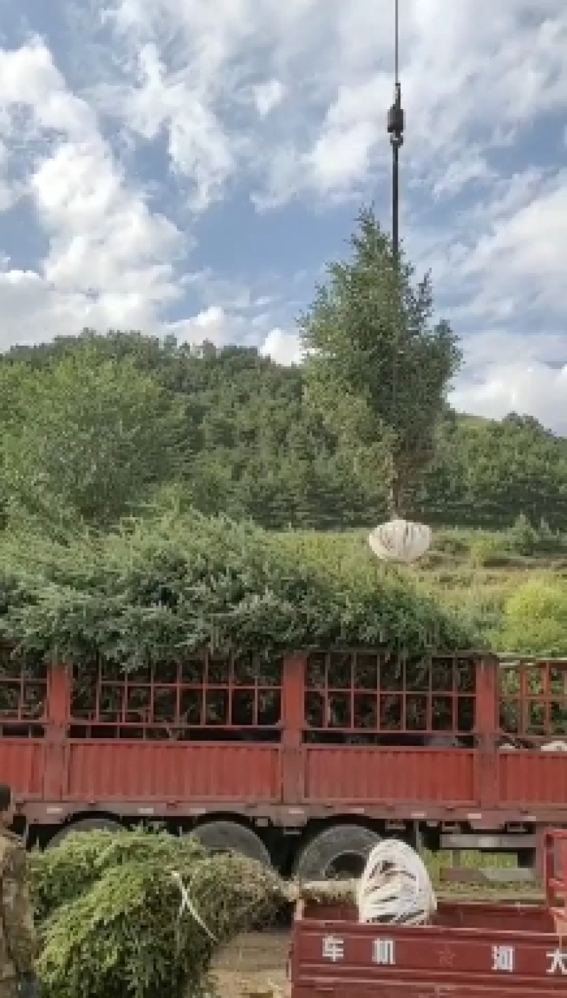 5米云杉陕甘宁全国发货大小规格量大便宜