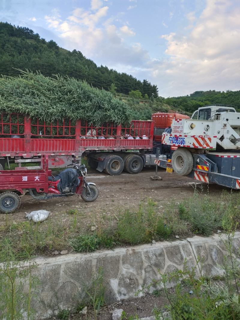 5米云杉陕甘宁全国发货大小规格量大便宜