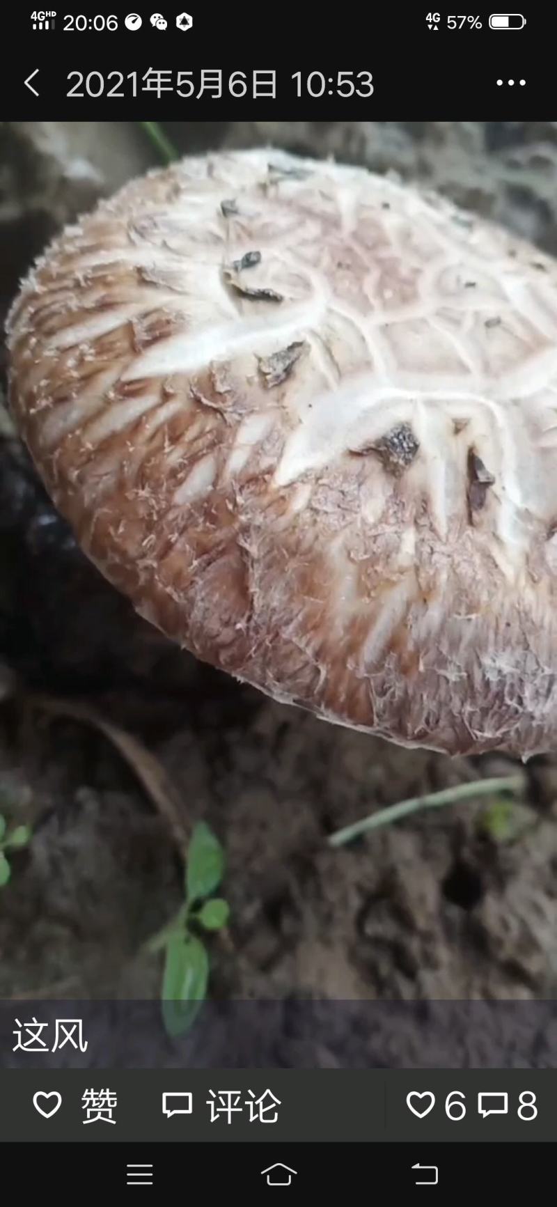 香菇母种试管，808/0912/L66/香菇王等品种
