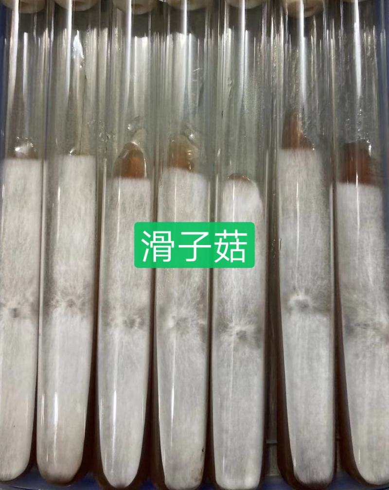 滑子菇母种试管，早丰112/c3-1提前预定