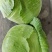 宜昌球白甘蓝高山圆包菜奥奇娜包菜现货供应自家种植量大详谈