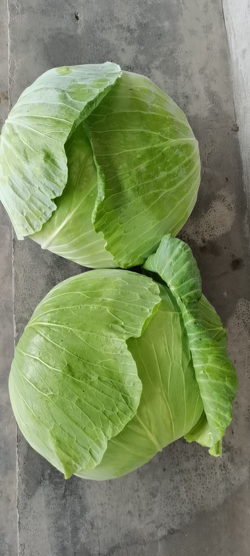 宜昌球白甘蓝高山圆包菜奥奇娜包菜现货供应自家种植量大详谈