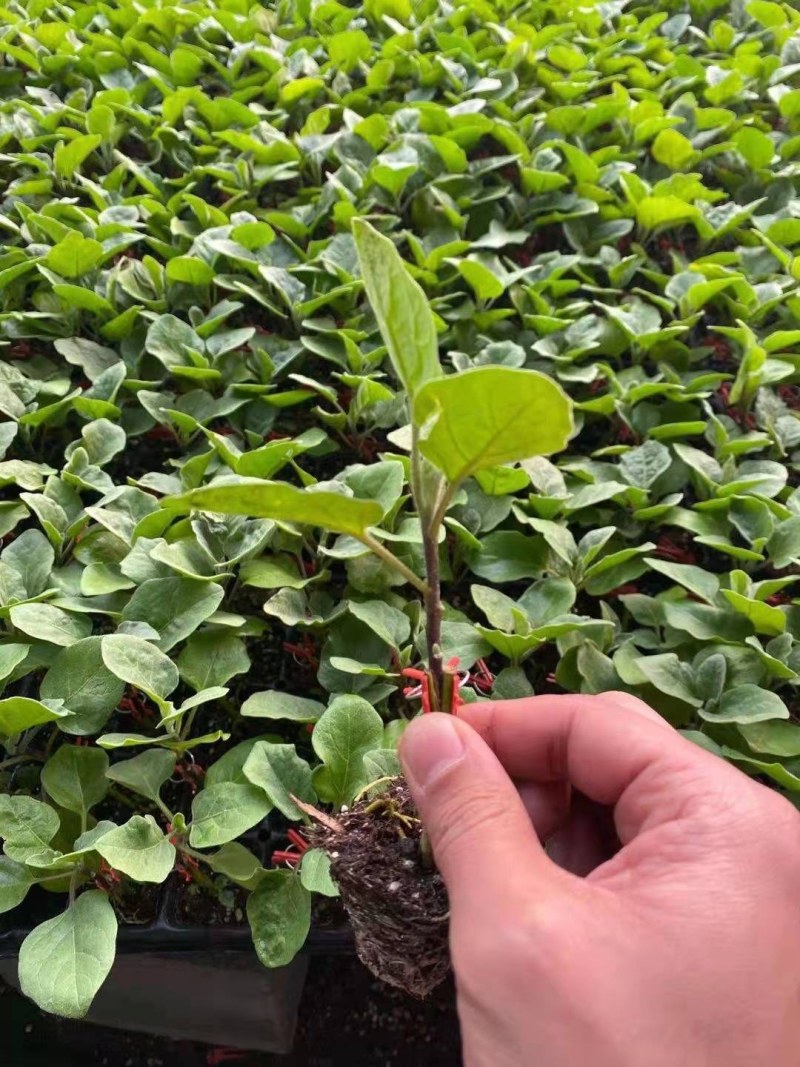 长茄嫁接苗秧苗茄子苗四季蔬菜苗嫁接长茄苗绿把紫皮长茄苗