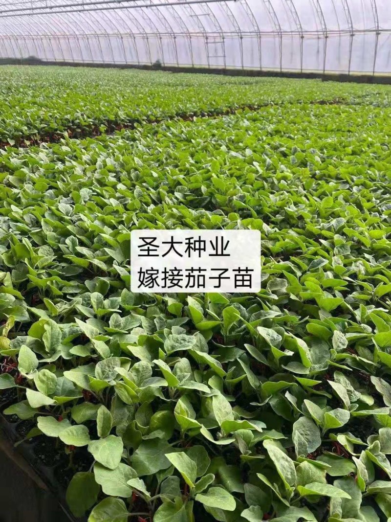 长茄嫁接苗秧苗茄子苗四季蔬菜苗嫁接长茄苗绿把紫皮长茄苗