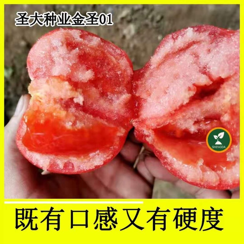 粉果西红柿种子番茄种种子早熟品种亮粉色硬度好耐储运