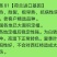 粉果西红柿种子番茄种种子早熟品种亮粉色硬度好耐储运