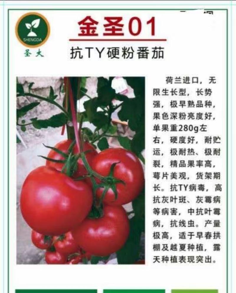寿光市西红柿种子番茄种子早春大果抗病性好口感西红柿种子