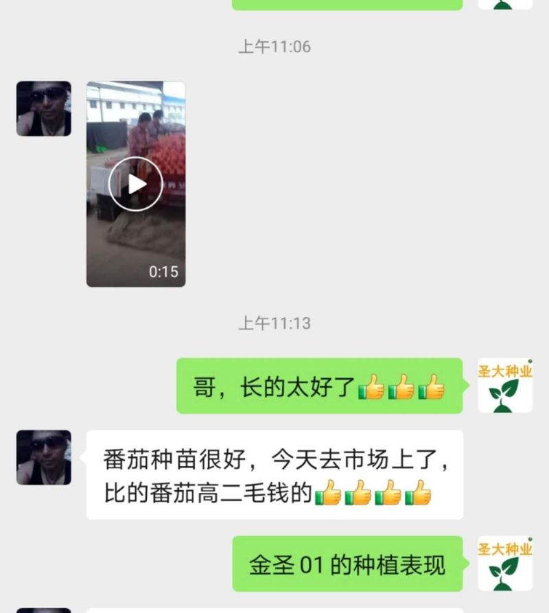 粉果西红柿种子番茄种种子早熟品种亮粉色硬度好耐储运