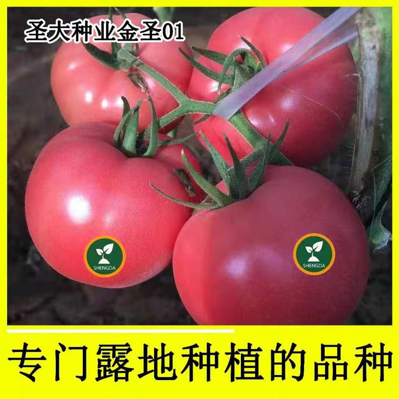 寿光市西红柿种子番茄种子早春大果抗病性好口感西红柿种子