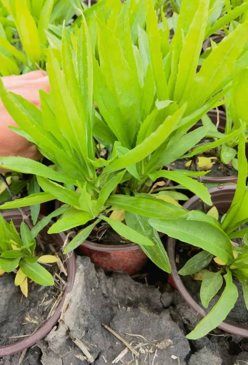 假龙头芝麻花